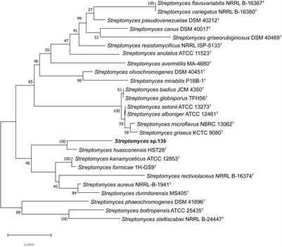 Antimicrobial Activity and Identification of the Biosynthetic Gene Cluster of X-14952B From Streptomyces sp. 135